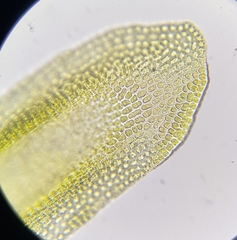 Racomitrium aquaticum