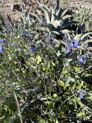 Salvia similis
