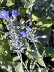 Salvia similis
