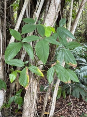Syngonium angustatum