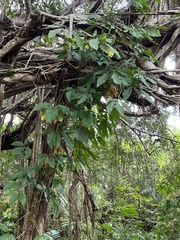 Syngonium angustatum
