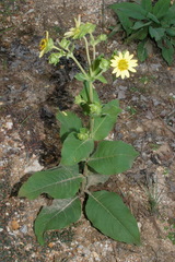 Silphium glutinosum