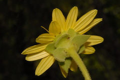 Silphium glutinosum
