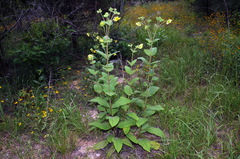 Silphium glutinosum