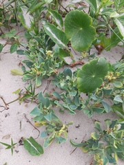 Acicarpha bonariensis