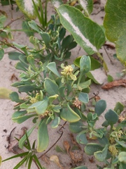 Acicarpha bonariensis