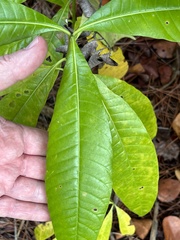 Alstonia macrophylla