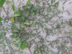 Polygala cyparissias