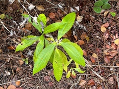 Alstonia macrophylla