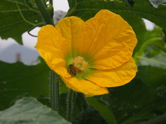 Benincasa hispida chieh-qua