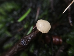 Sclerotiniaceae