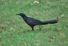 Quiscalus mexicanus