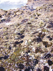 Austromegabalanus psittacus