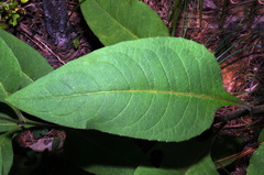 Silphium glutinosum