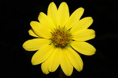 Silphium glutinosum