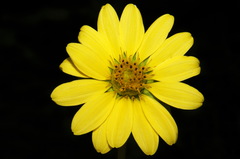 Silphium glutinosum