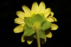 Silphium glutinosum