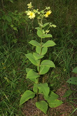 Silphium glutinosum