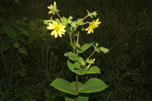 sticky rosinweed (Silphium glutinosum)