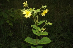 Silphium glutinosum