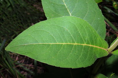 Silphium glutinosum