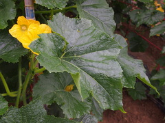 Benincasa hispida chieh-qua