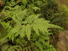 Pteris dentata