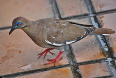 Zenaida asiatica