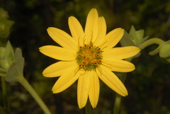 Silphium glutinosum