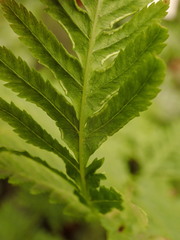 Pteris dentata