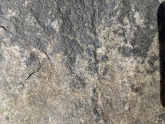 Lichenothelia