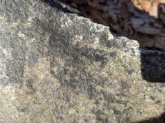 Lichenothelia