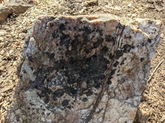 Lichenothelia