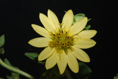 Silphium glutinosum