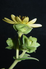 Silphium glutinosum
