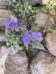 Phacelia scariosa