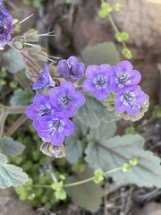 Phacelia scariosa