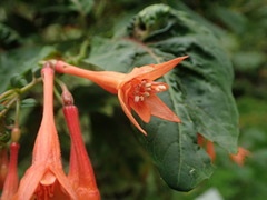 Fuchsia triphylla