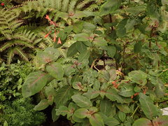 Fuchsia triphylla