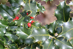 Ilex aquifolium
