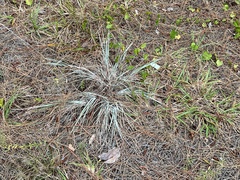 Andropogon cretaceus