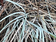 Andropogon cretaceus