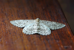 Percnia fumidaria