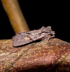 Lithophane furcifera