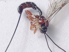 Perithous septemcinctorius