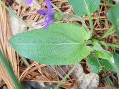 Viola fimbriatula