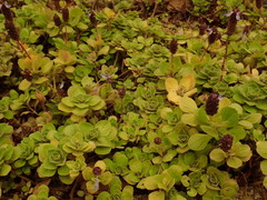 Coleus caninus