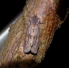 Lithophane furcifera