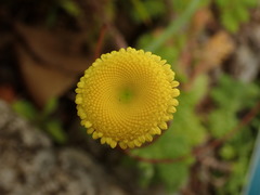Cotula lineariloba