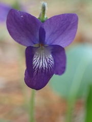 Viola fimbriatula